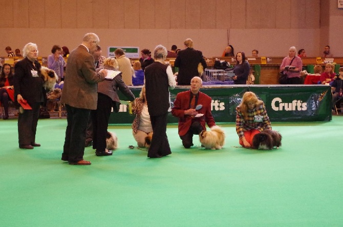 du Palais du Roi Noir - CRUFTS 2014