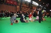  - CRUFTS 2014