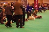  - CRUFTS 2014