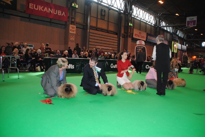 du Palais du Roi Noir - CRUFTS 2014