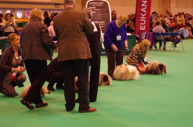 du Palais du Roi Noir - CRUFTS 2014