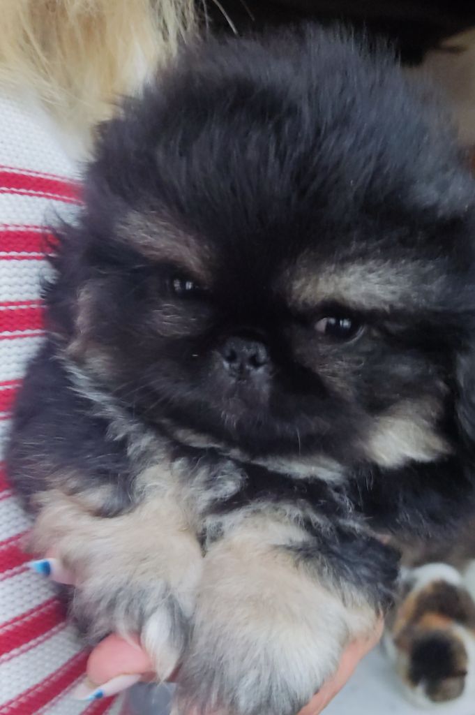 du Palais du Roi Noir - Chiot disponible  - Pekinois