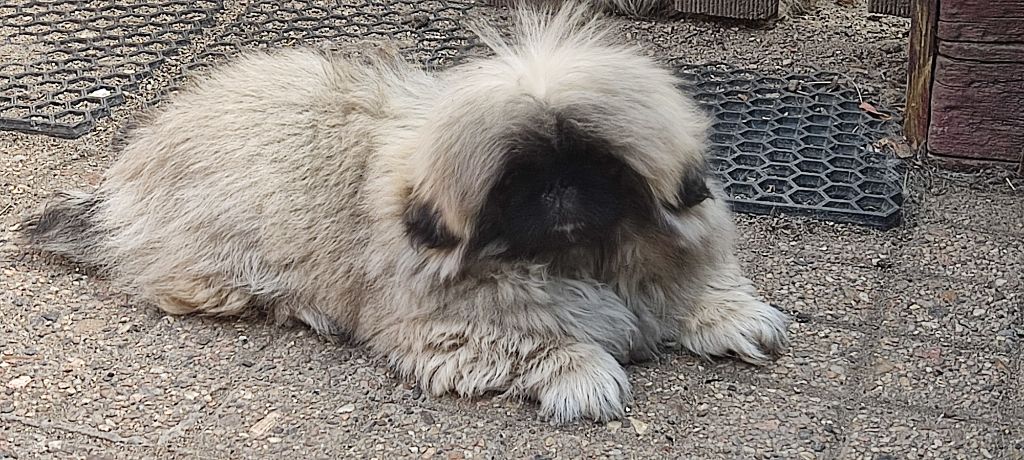 du Palais du Roi Noir - A 1 puppy femelle disponible 