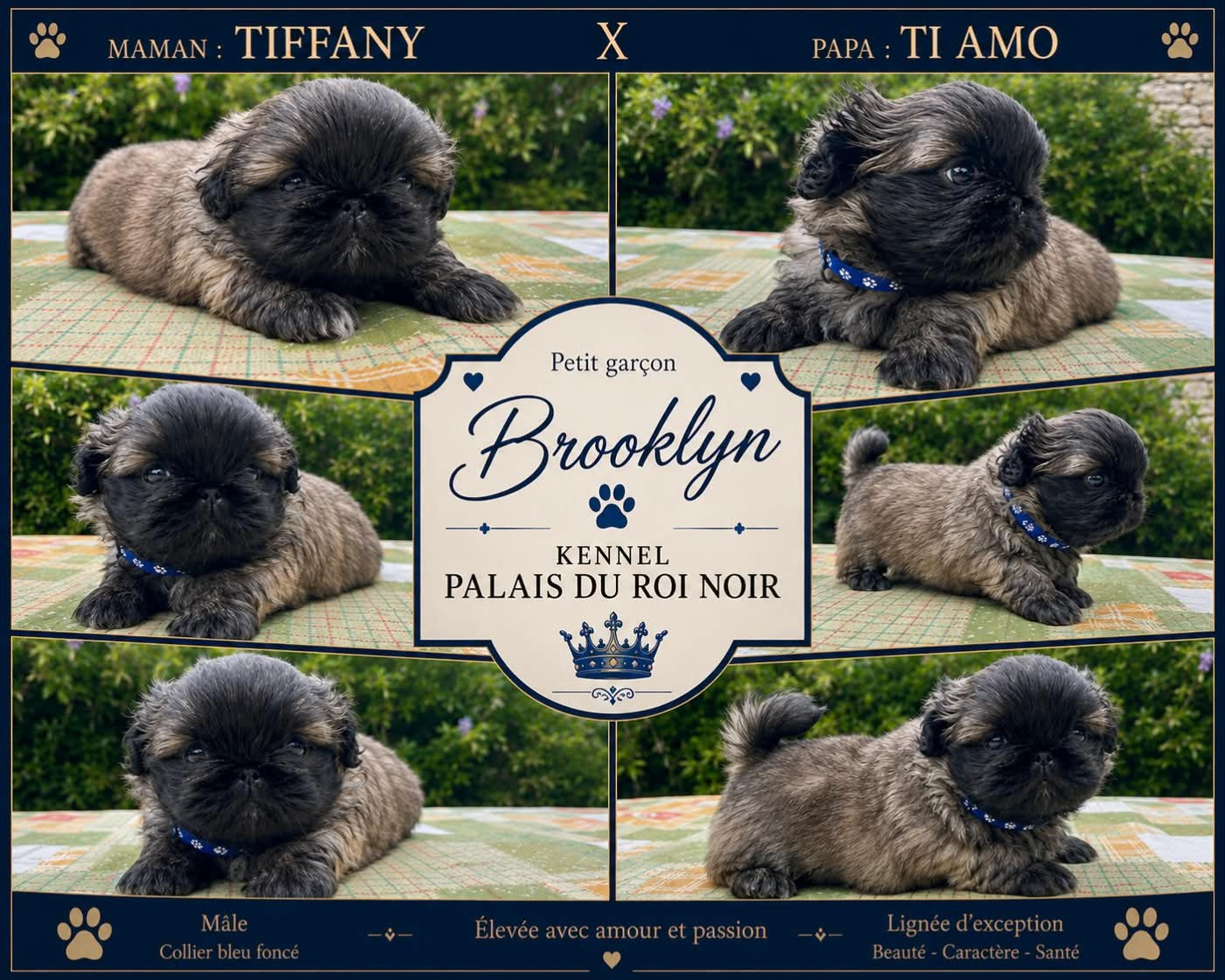 du Palais du Roi Noir - Chiots disponibles - Pekinois