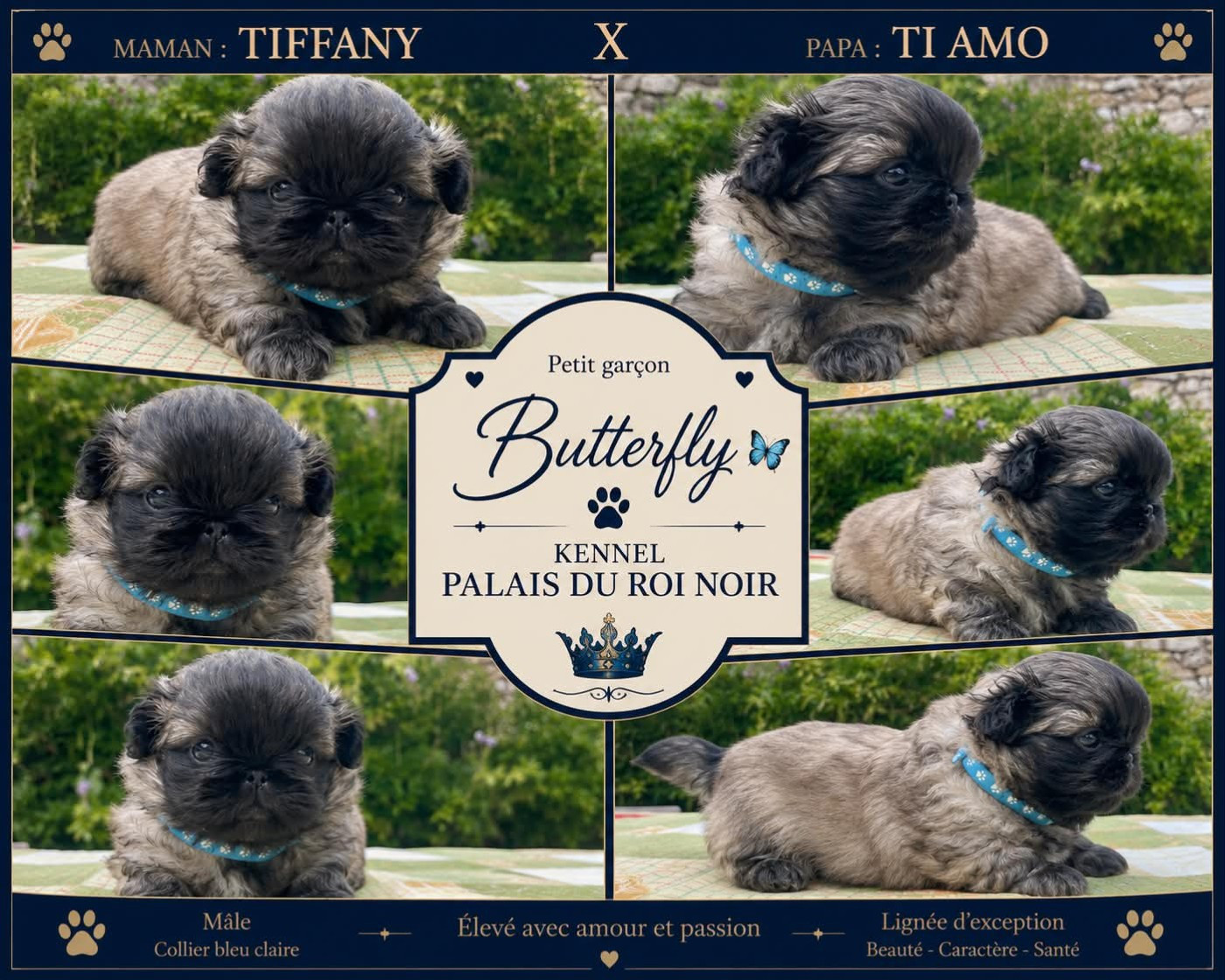 du Palais du Roi Noir - Chiots disponibles - Pekinois