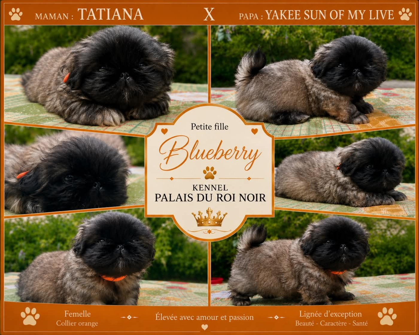 du Palais du Roi Noir - Chiots disponibles - Pekinois