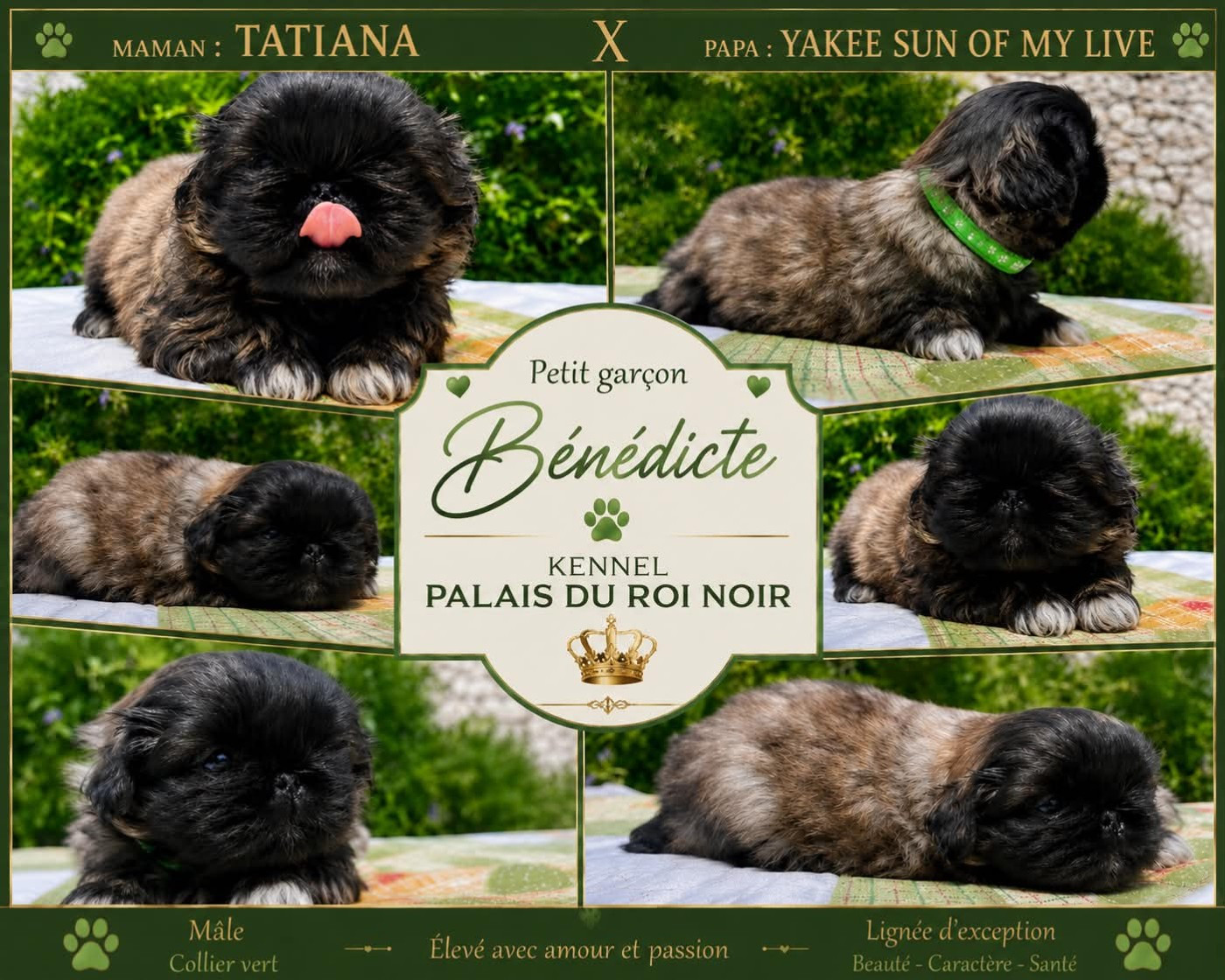 du Palais du Roi Noir - Chiots disponibles - Pekinois