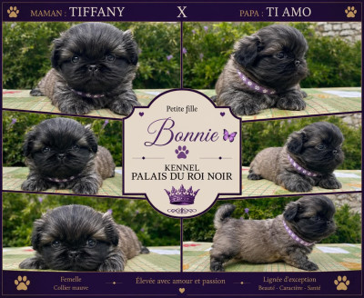 Chiot N°3