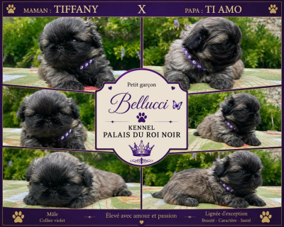 Chiot N°4